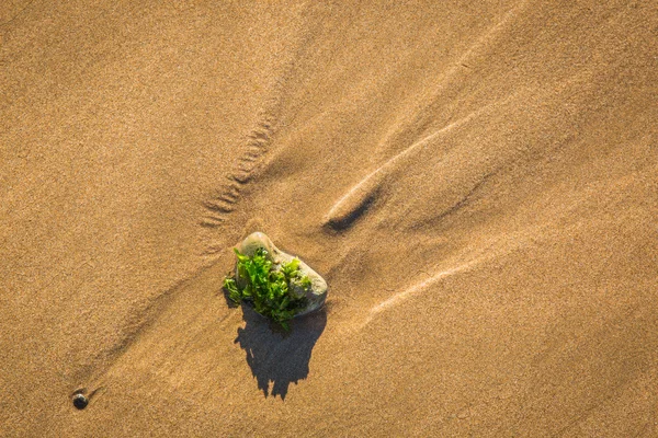 Atlantische kust in de details. Marokko. — Stockfoto