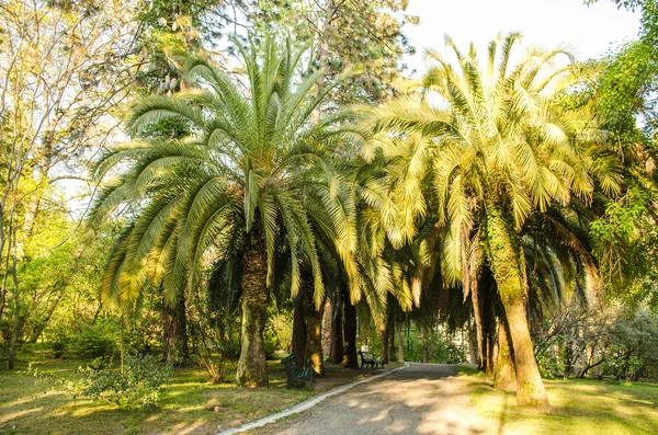 Palm trees — Stock Photo, Image