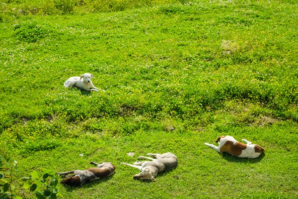 잔디에 개 — 스톡 사진