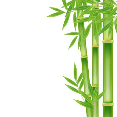 Beyaz kare arka planda gerçekçi yeşil bambu yaprağı. Resim illüstrasyonu