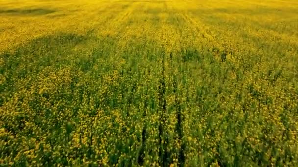 Prachtig Russisch Veld Drone Schieten — Stockvideo