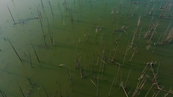 Floresta Inundada Sibéria Taiga — Vídeo de Stock