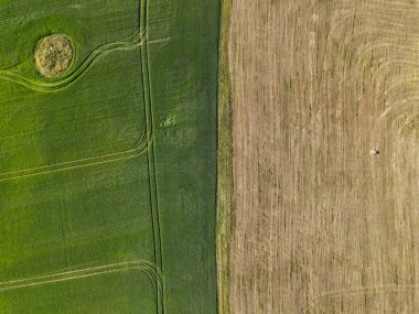 Güzel Rus Sibirya yeşil tarlası