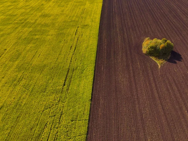 Bella Geometria Del Campo Siberiano — Foto Stock