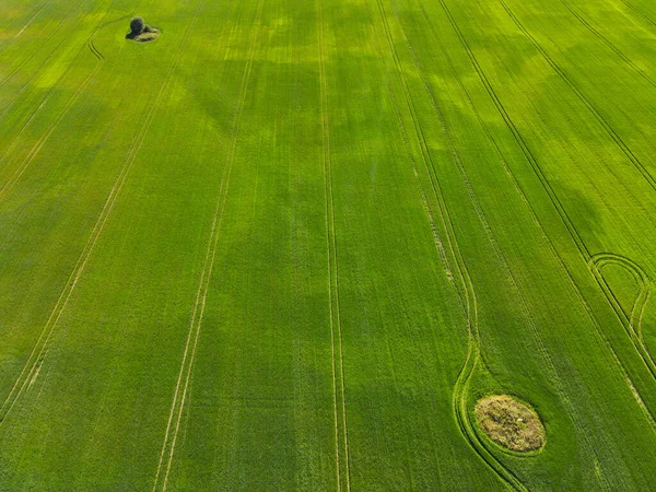 Beautiful Russian Siberian Green Field — Stock Photo, Image