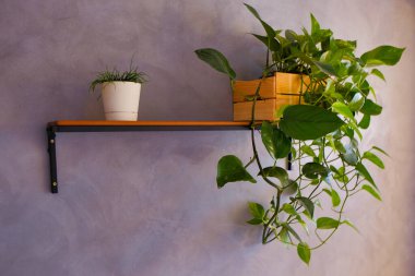 Raftaki muhteşem çalı (beton duvar))