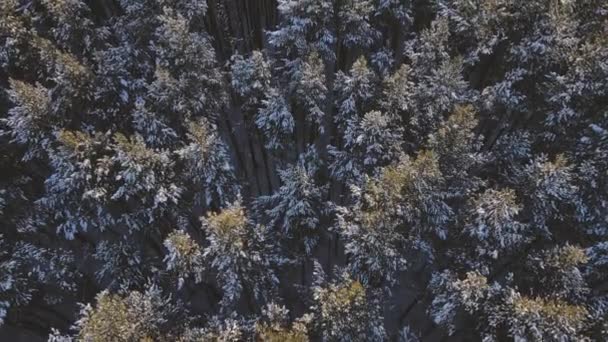 美丽的俄罗斯森林 无人驾驶飞机射击 — 图库视频影像