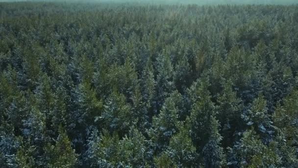 美しいロシアの森 ドローン撮影 — ストック動画