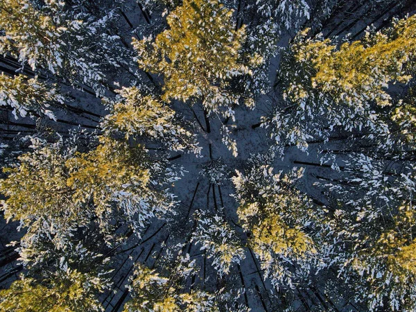 Piękny Zimowy Las Syberyjski Pod Śniegiem — Zdjęcie stockowe