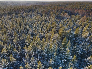 Güzel kış Sibirya Ormanı karın altında