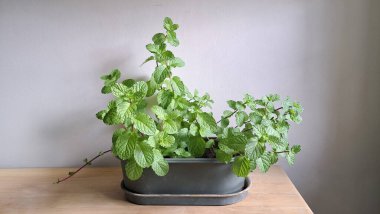 Tahta bir masada yeşil bir tencerede yetişen taze yeşil nane bitkisi. Temiz beyaz bir geçmişi olan gür ve sağlıklı nane yaprakları. Tazelik, şifalı otlar, ev yapımı, doğal malzemeler ve sağlıklı yaşam tarzı için ideal..