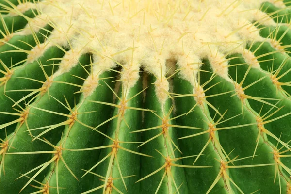 Primer Plano Verano Desierto Cactus Fotografía —  Fotos de Stock