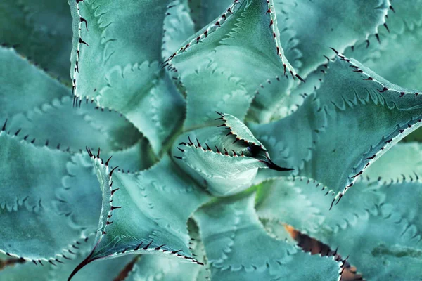 Close Estate Deserto Succulento Cactus Fotografia — Foto Stock