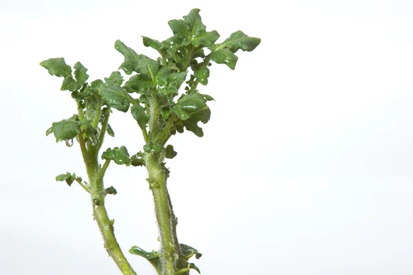 Yeşil patates lahanası