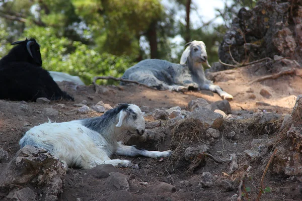 dağ orman kayalarda yatan koyun