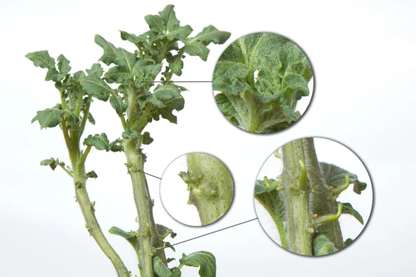 Üç patates Filiz geliştirme aşaması