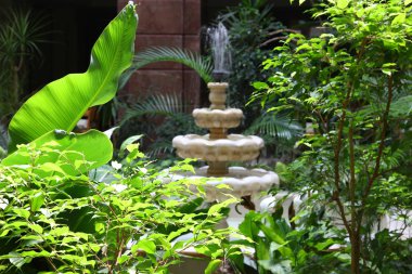 tropikal ağaçlar çeşme