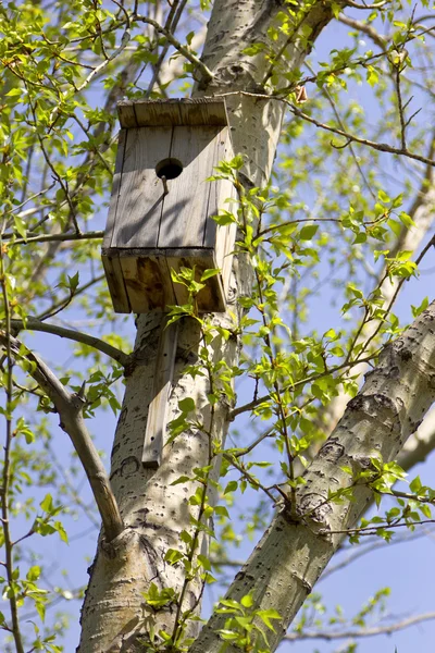 kuşlar için ahşap ev