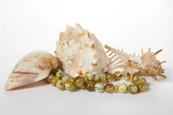 beyaz arka planda deniz kabukları