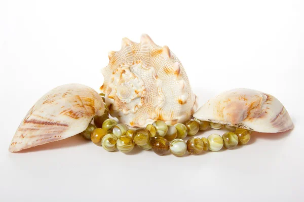 Seashells on a white background — Stock Photo, Image