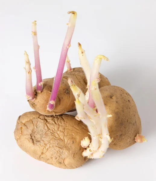 patates uzun genç lahanası germinated