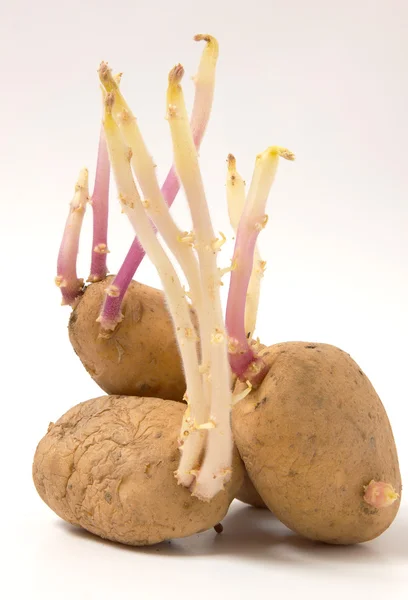 patates uzun genç lahanası germinated