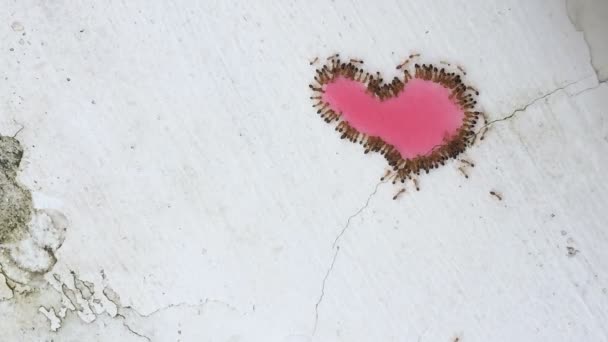 Group of Red Ants Eating a Sweet Heart