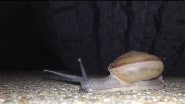 Caracol caminando por la noche — Vídeos de Stock