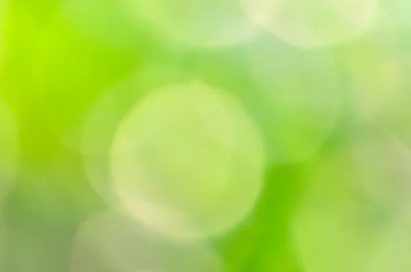 Green Bokeh From Tree Background — Stock Photo, Image