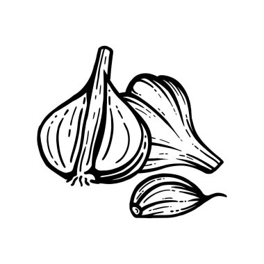 Sarımsak eskizi. Doğranmış sarımsak. Vektör çizimi izole edildi. Katmanlı.