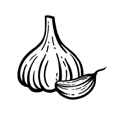 Sarımsak vektörü. Elle çizilmiş. Sarımsak reyonunun başı