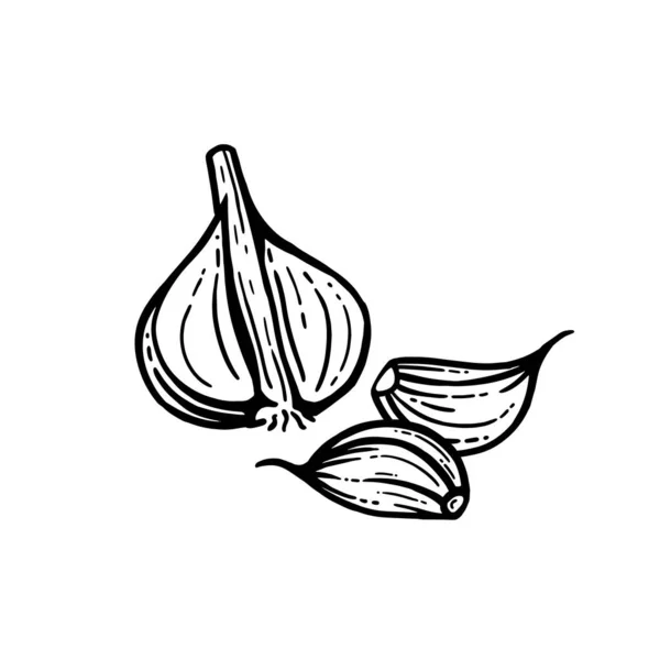 Garlic Set Hand Drawn Illustrations Sliced Garlic Isolated Background — Stock Vector