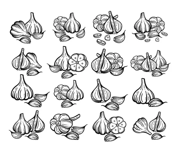 Garlic Sketch Hand Drawn Garlic Set Isolated Vector Drawings — Stock Vector