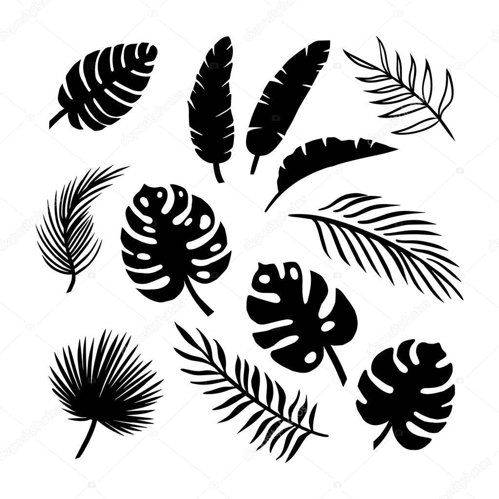 Set of silhouettes of tropical leaves of palms, trees. isolated on white background. vector EPS 10 .