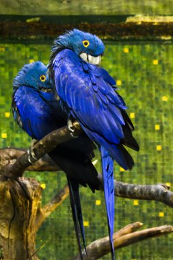 2 mavi sümbül makavının sevimli pozu. Arka planda bulanık yeşil orman var.