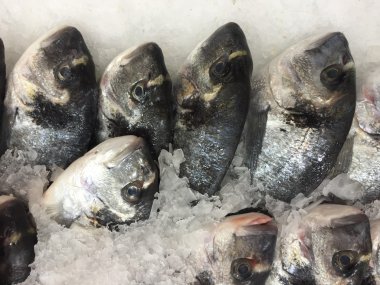 buz üzerinde ham alabalık