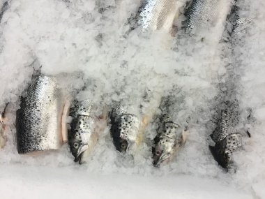 buzda balıkBodegón de pan y té