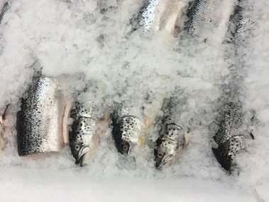 buzda balıkBodegón de pan y té