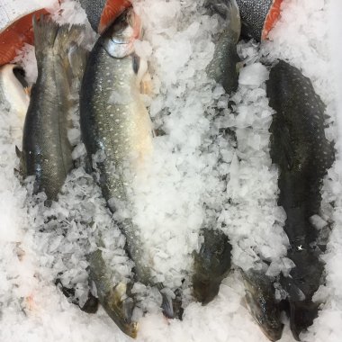 buzda balıkBodegón de pan y té