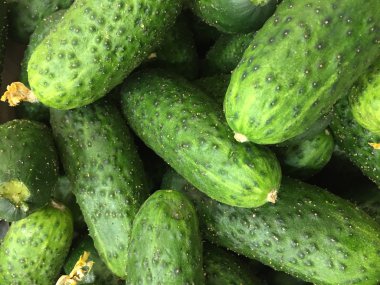 taze yeşil salatalık