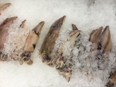Fresh squid