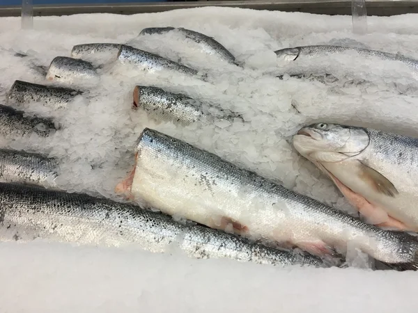 Fisch auf Eis am Markt — Stockfoto