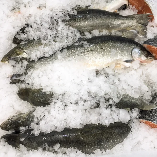 Peixe no gelo no mercado — Fotografia de Stock