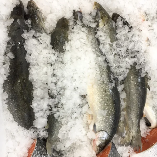 Fish on ice