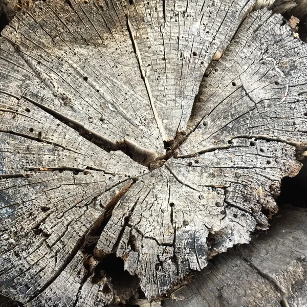 Troncos crujientes madera — Foto de Stock