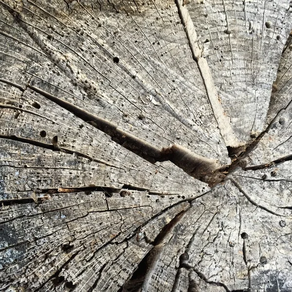 Velhos troncos rachados — Fotografia de Stock