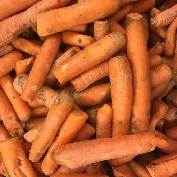 Carrot — Stock Photo, Image