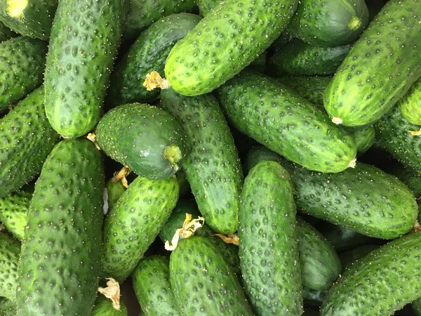 Frische grüne Gurken — Stockfoto