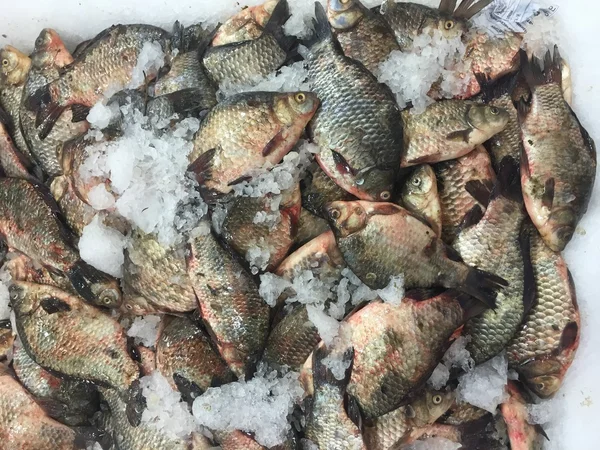 Fish — Stock Image Fish Royalty Free Stock Photos