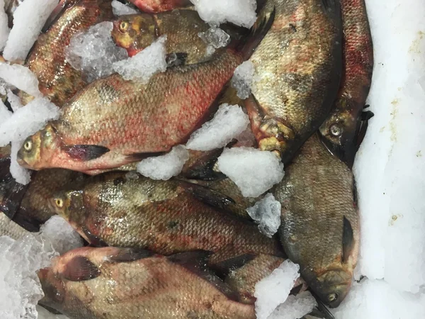 Fish — Stock Image Fish Stock Image